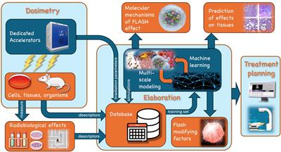 Editorial: Multidisciplinary approaches to the FLASH radiotherapy